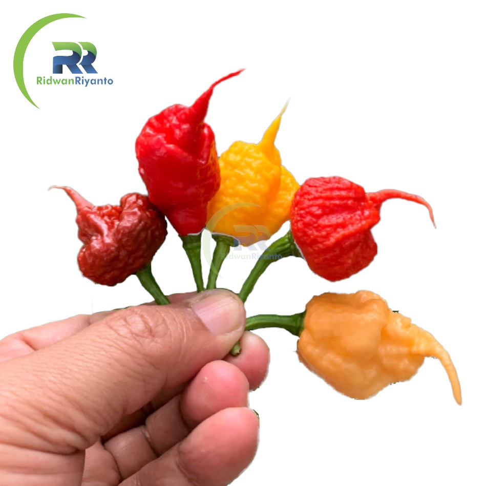 Paket 4d Biji Cabe Carolina Reaper Cabai Terpedas di Dunia Nomor 1 versi The Guinness World Record Benih Tanaman