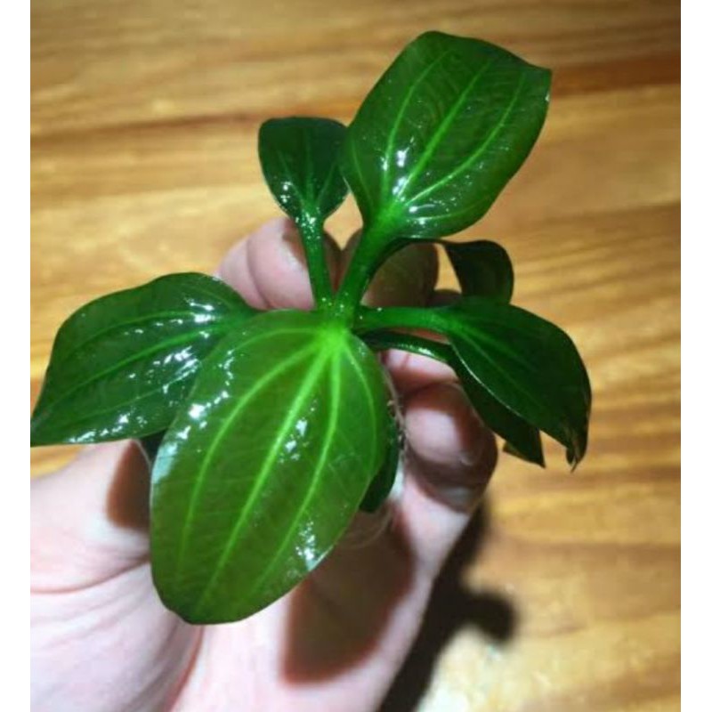 tanaman aquascape iguazu