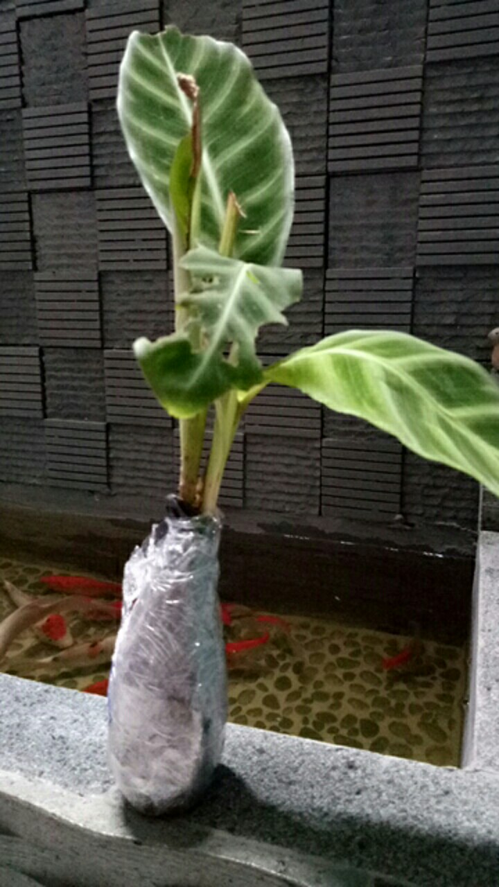 Tanaman Hias Hidup Calathea Zebrina Bunga Chalathea Zebra Murah Indoor Outdoor