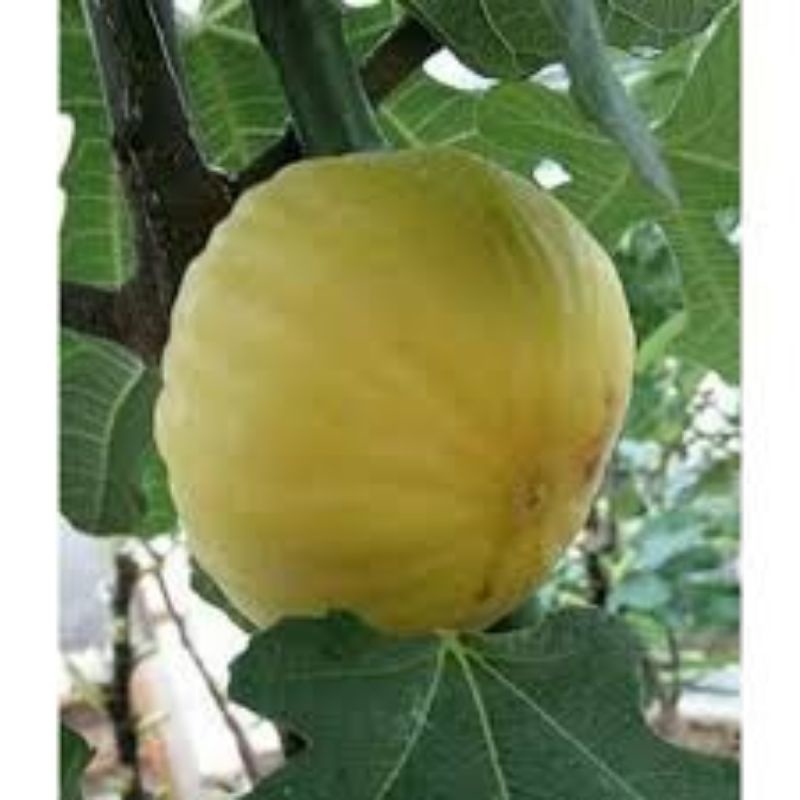 bibit buah tin kuning jumbo jin ao fen - fresh cangkok