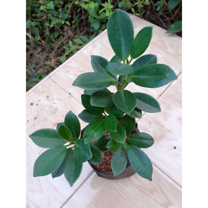 BIBIT POHON BERINGIN  KOREA BIBIT BONSAI BERINGIN KOREA