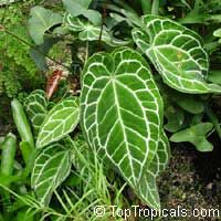 tanaman hias anthurium magnificum hybrid