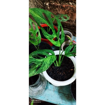 Janda bolong variegata adansonii Adansonii lokal