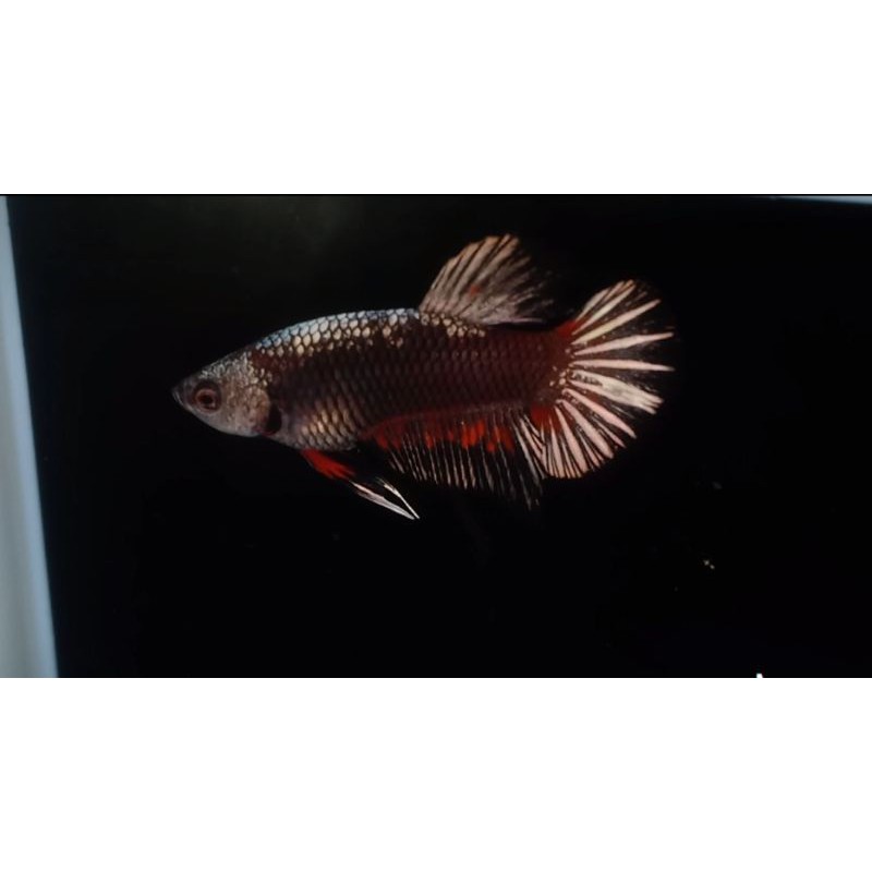 cupang avatar copper gold