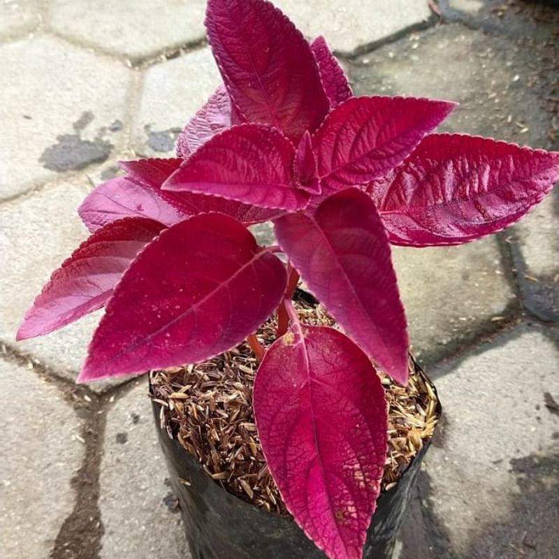 Tanaman Hias Red Coleus taman - miana - ingler - BAKUL KEMBANG