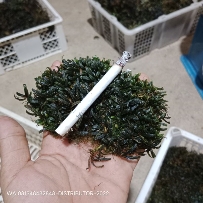 Super mini micro Manggala bucephalandra