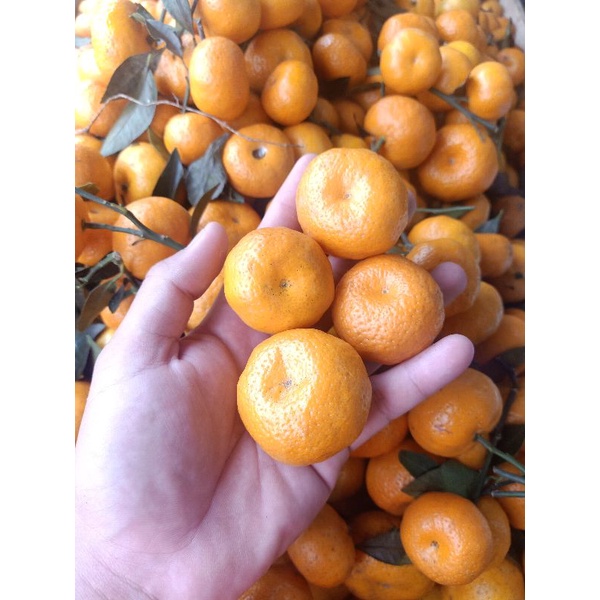 

BUAH JERUK SANTANG DAUN 1 KG