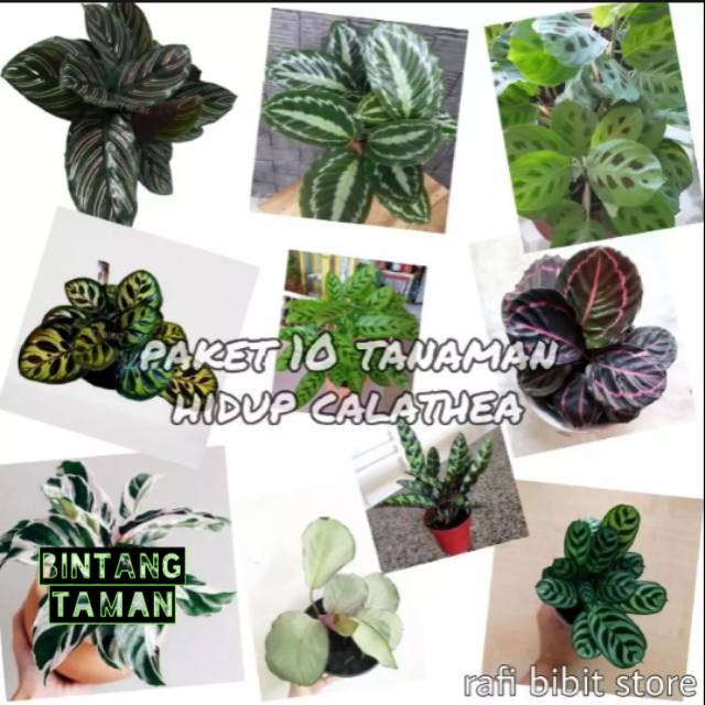 Paket Murah 10 Tanaman Hidup Calathea / tanaman hidup calathea / tanaman hias calathea / calathea