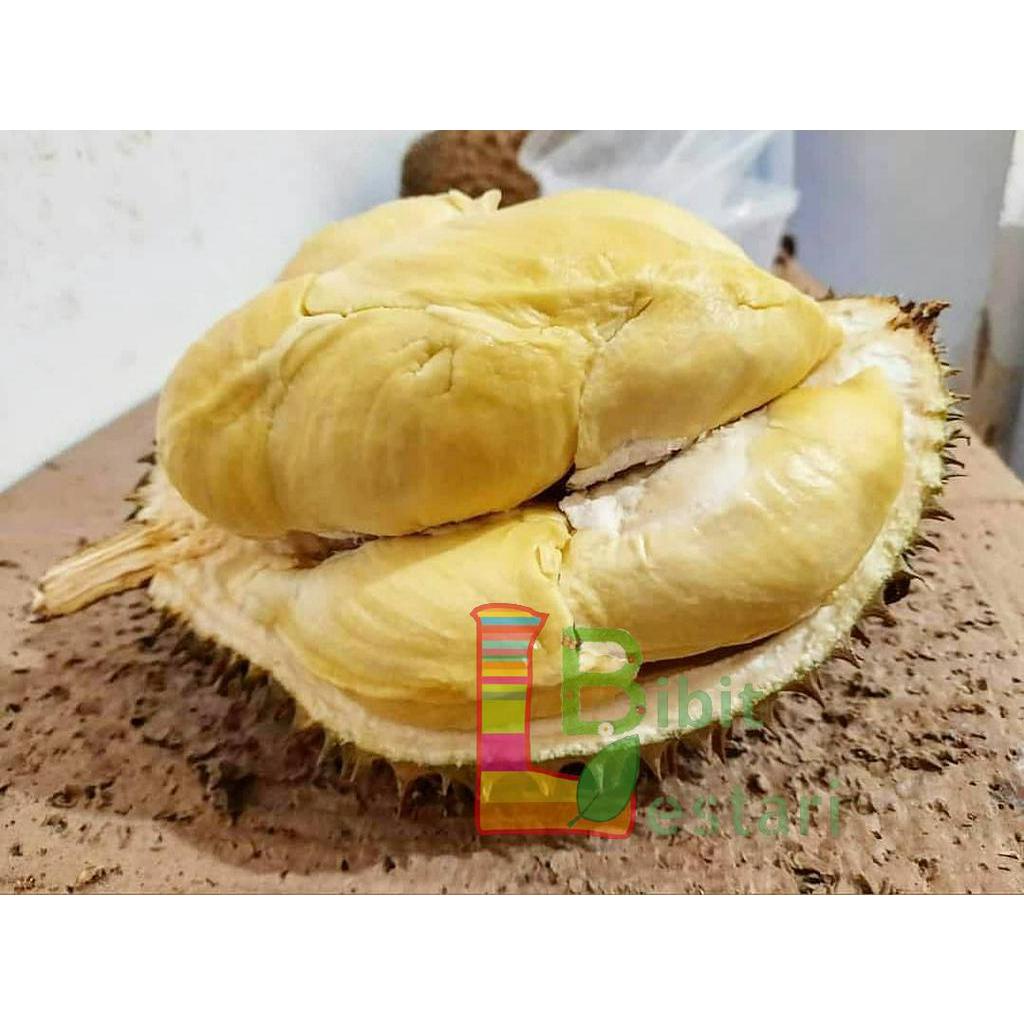 Bibit Durian Montong Bawor kaki 3 - Bibit Durian Montong - Bibit Durian Bawor kaki Okulasi