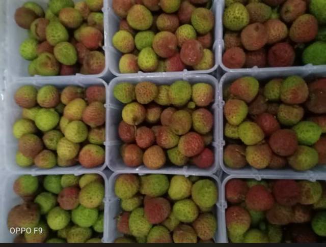 

Lecy madu fresh perbox 800gr