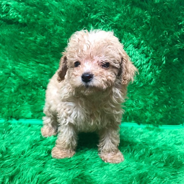 dp toy poodle apricot jantan