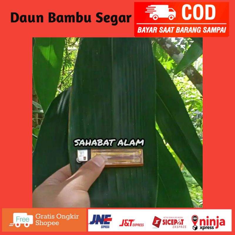 

Daun Bambu Segar Pilihan herbal dan bungkus bacang