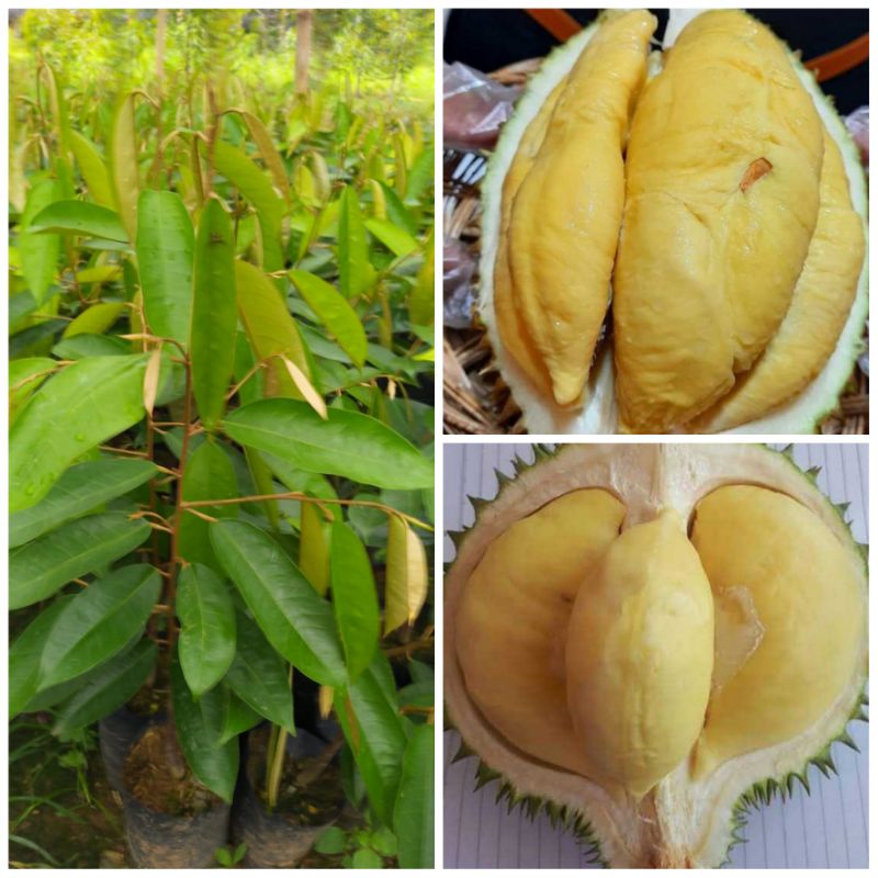 Durian Namlung/cumasi