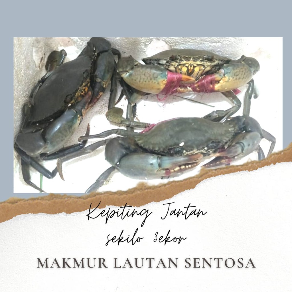 

KEPITING JANTAN HIDUP EXPORT GRADE 300-350GR/EKOR