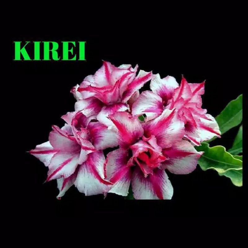

bibit bunga kamboja adenium kirei