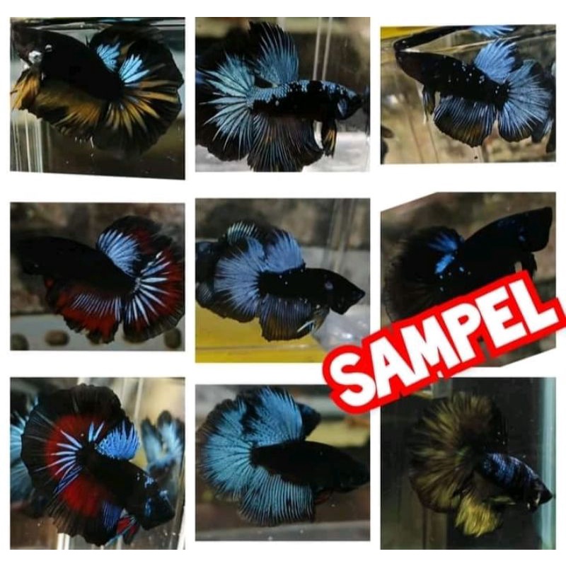 HM AVATAR HMDT BLACKSERIES