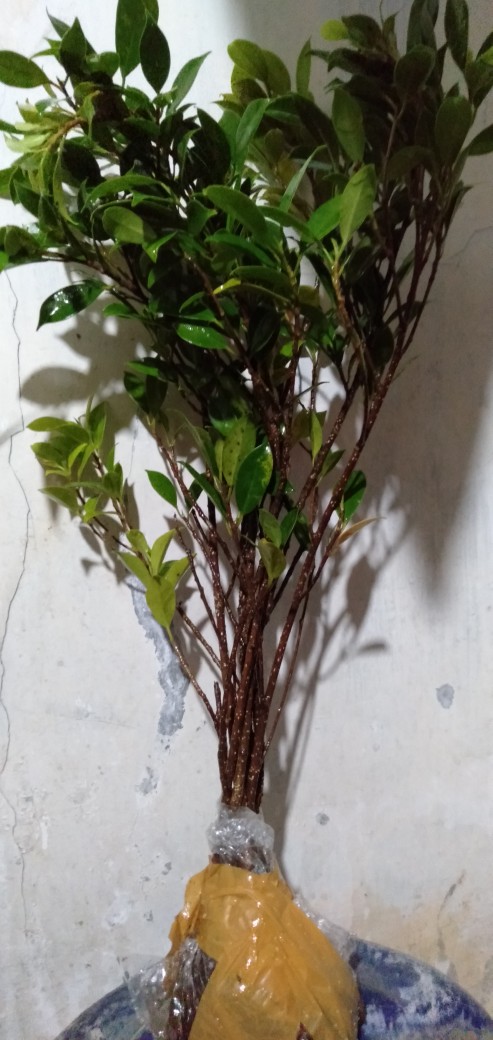 Bibit Beringin Kimeng Bahan Bonsai