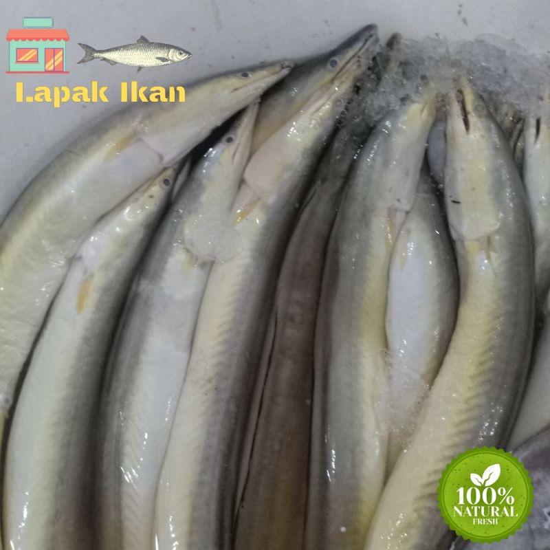 

IKAN CUNANG SEGAR IKAN REMANG HASIL LAUT SEGAR HARIAN IKAN REMANG/ 1 KG