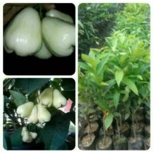 Bibit Jambu air  madu susu