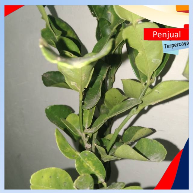 

/COD/ Bibit jeruk purut okulasi murah meriah habisin stok Ktn