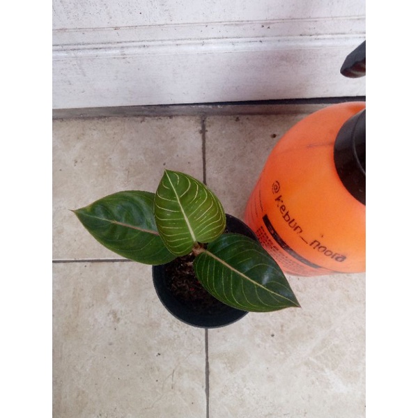 aglaonema black moonlight , bml