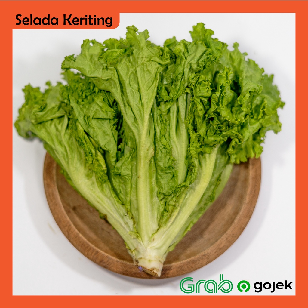 

Selada Keriting 1 kg