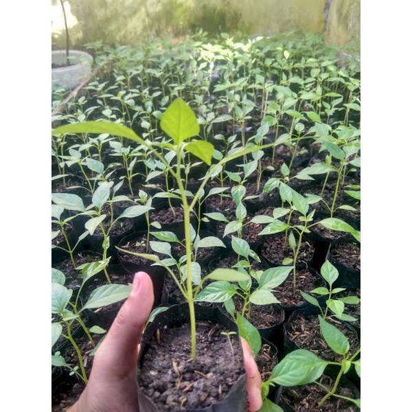 bibit lombok rawit