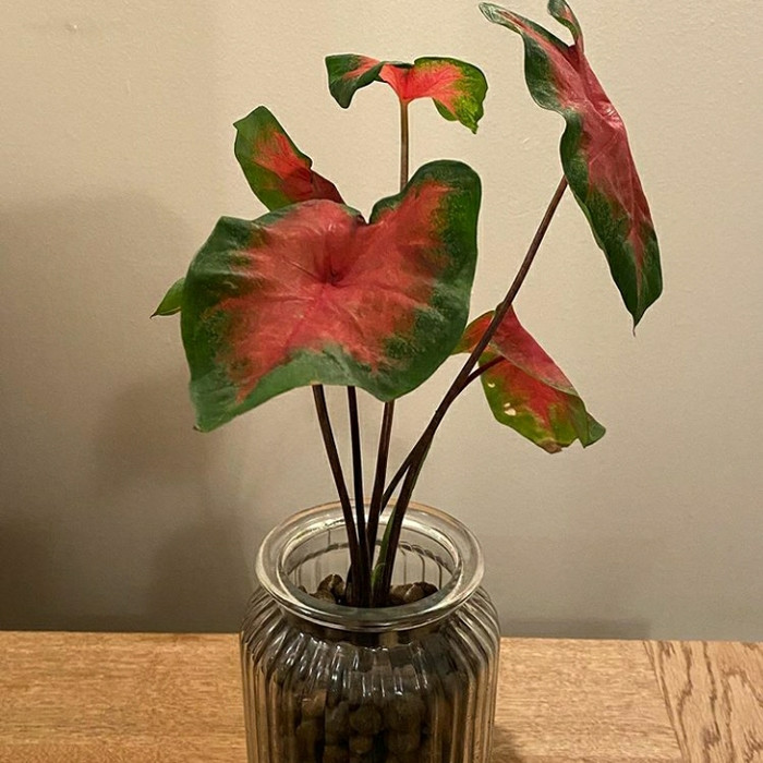 keladi merah /caladium red