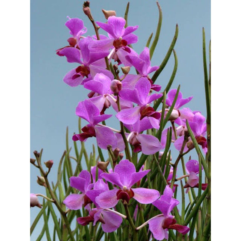 anggrek vanda douglas