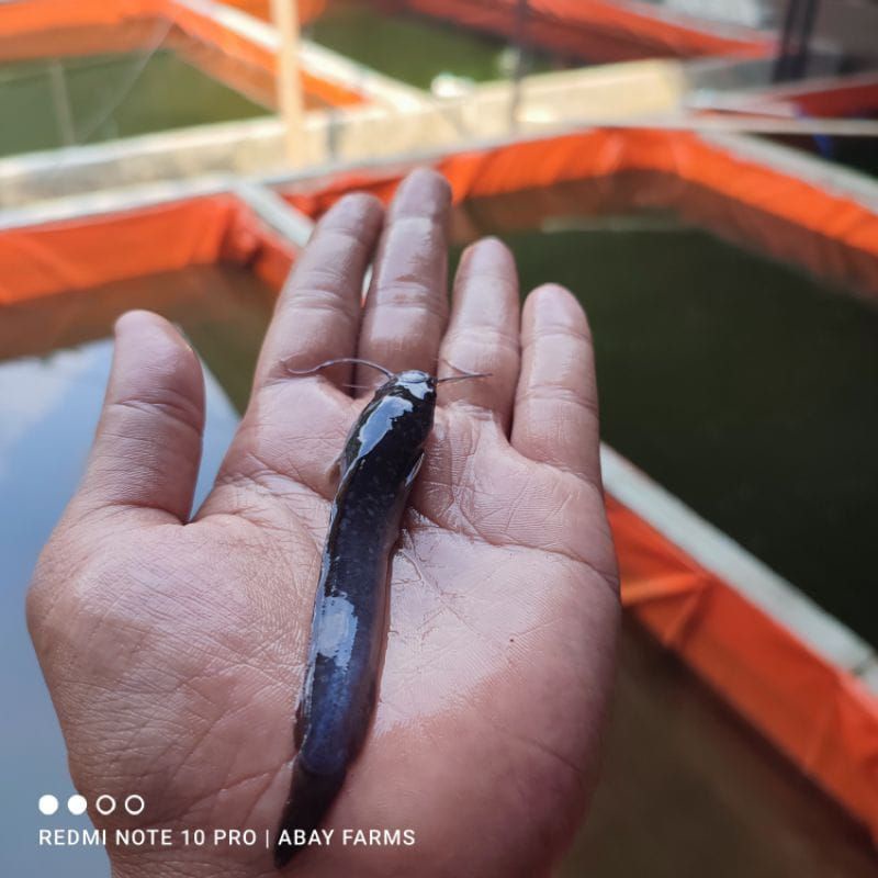 bibit lele 9-10 cm sangkuriang