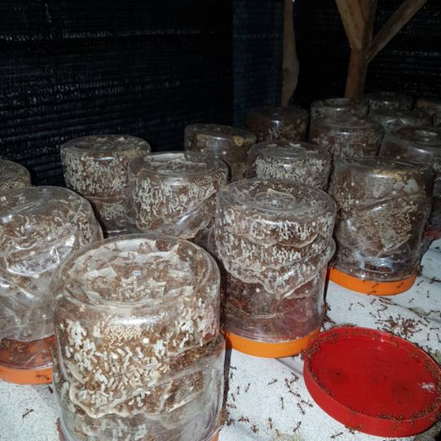 Bibit kroto bibit semut rangrang keroto super