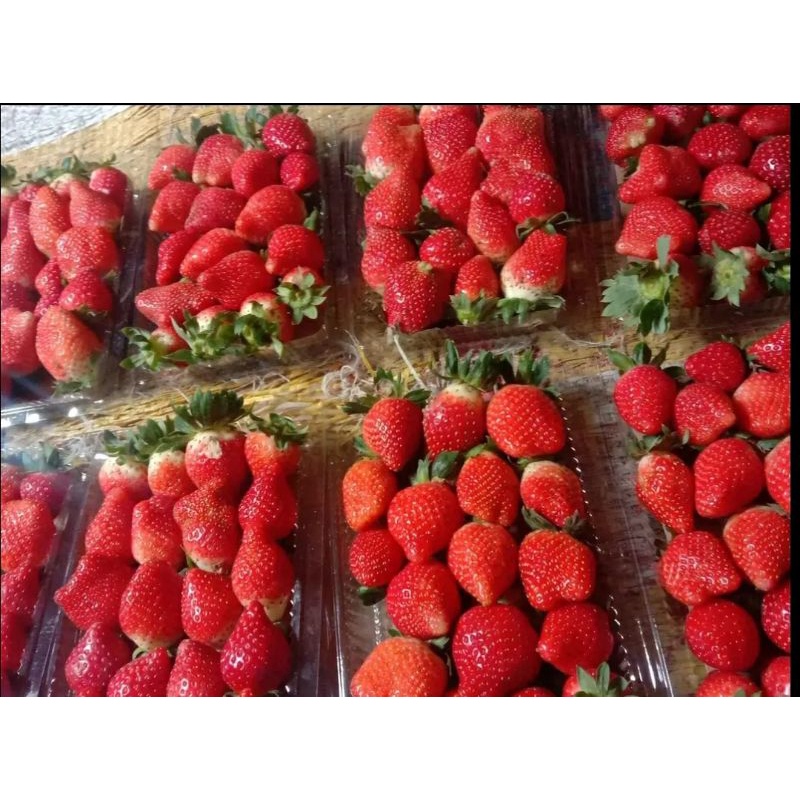 Strawberry manis fress buah jumbo 1kg