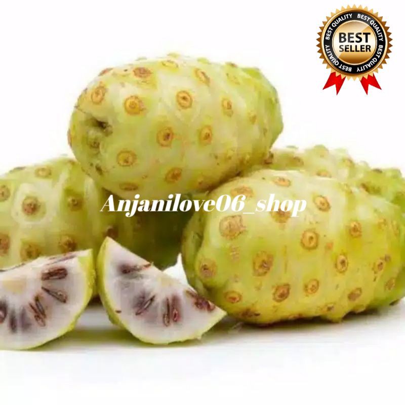 

Buah mengkudu,cangkudu segar 1 kg