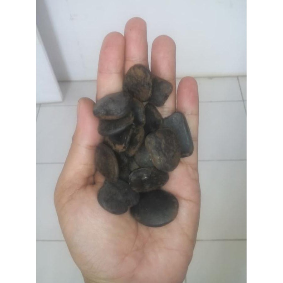 (Limited Stock) Jual Bibit Benih Merbau (Intsia Bijuga) Murah (1Kg) '