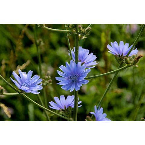 Benih Bibit Biji - Bunga Blue Chicory Flower Seeds - IMPORT