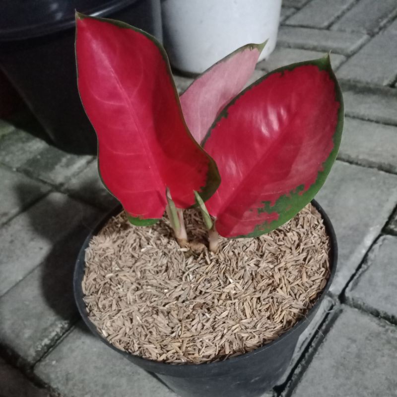 aglaonema baby suksom mangkok Rumpun2