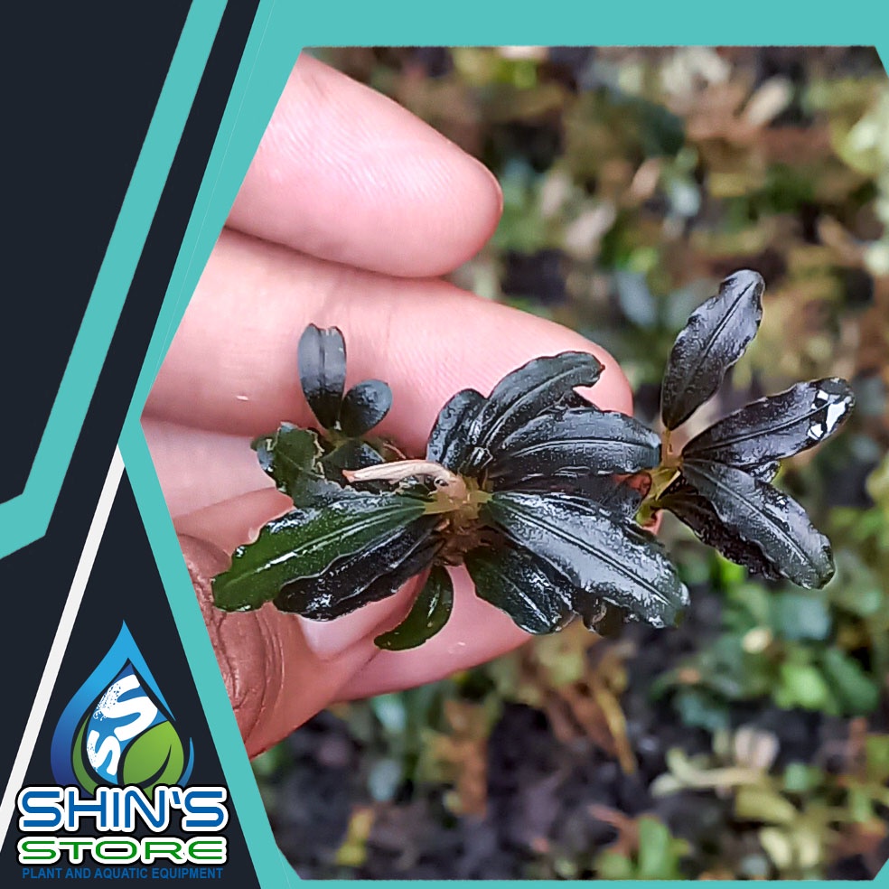 Bucephalandra Brownie mini Phantom rizome