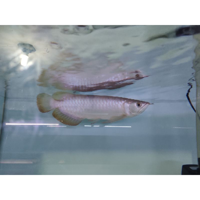 RTG Arowana Cimahi lengkap serti Arwana goldenRed