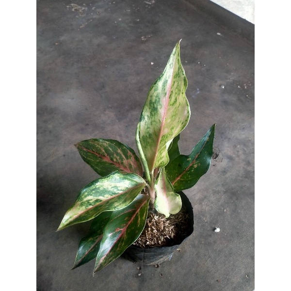 hot sale promo Aglonema frozen remaja daun 4-5