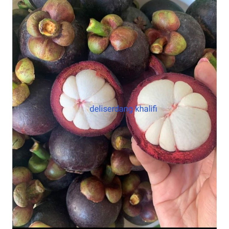 BUAH MANGGIS SEGAR 1kg