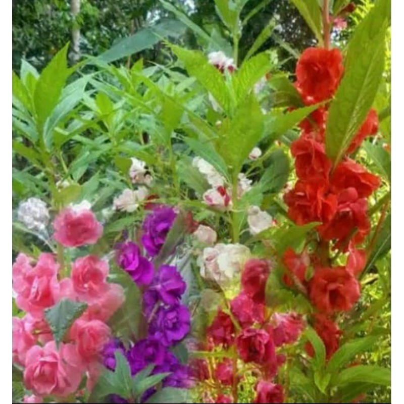 Bibit tanaman hias pacar air bunga tumpuk / pohon pacar bunga tumpuk