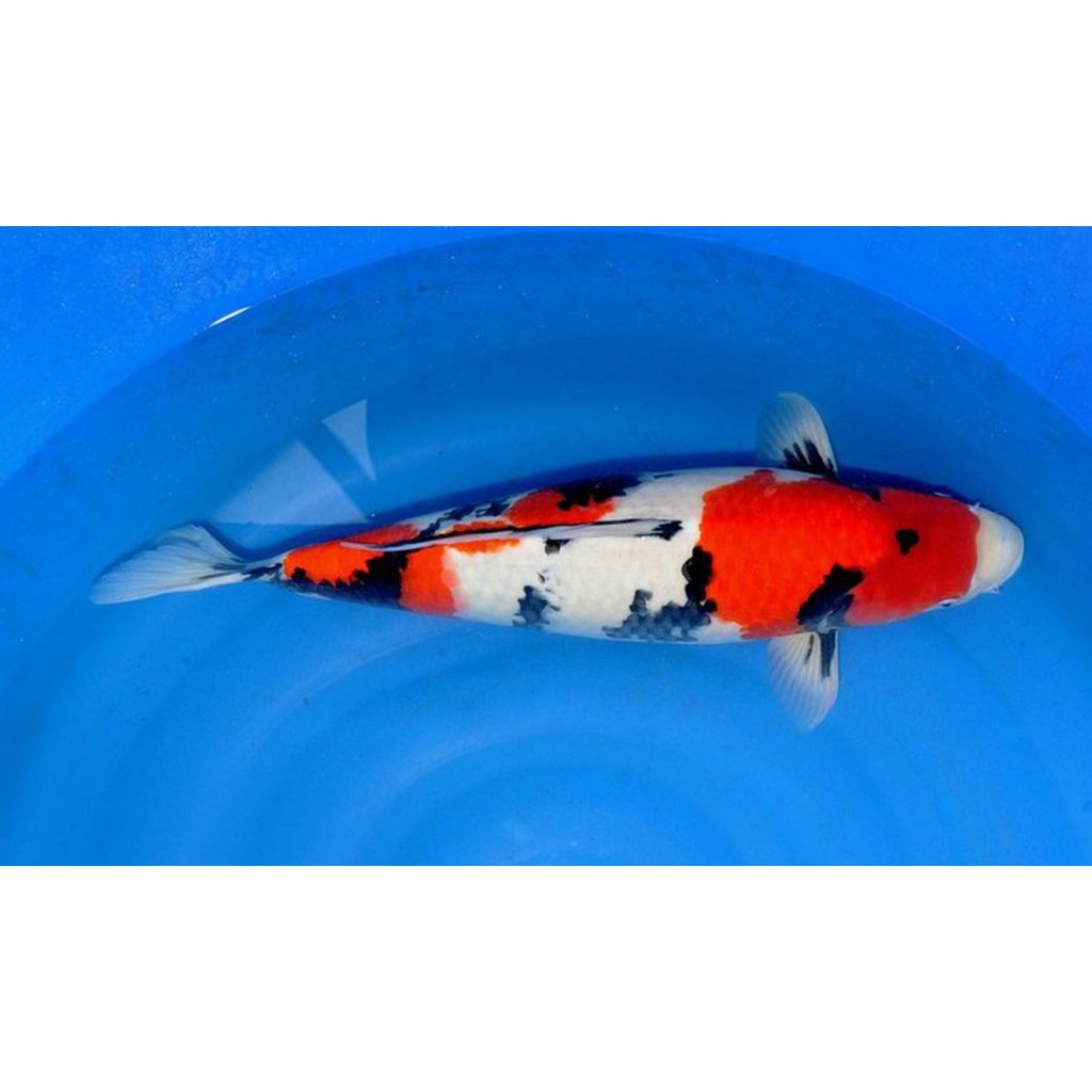 Ikan Koi Sankei Blitar 40cm Up (Pilih Acak)