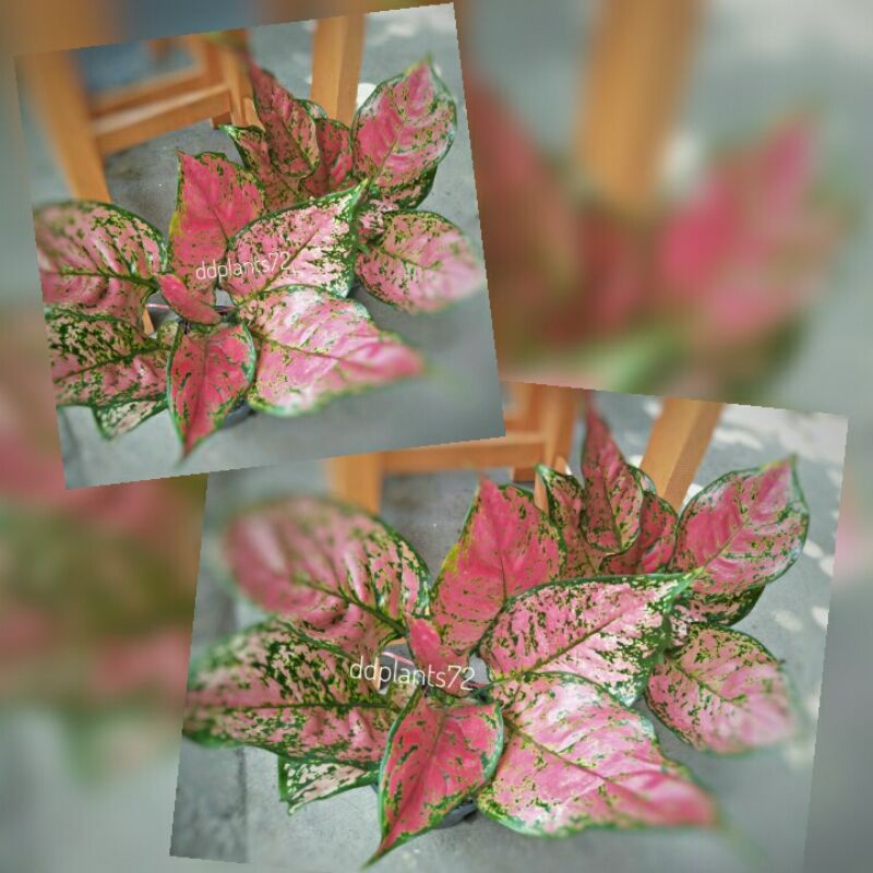 AglaonemaDudAnjamani/Aglonema/AgloDudAnjamani