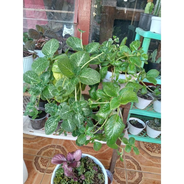 Paket Episcia Rimbun Bunga Kuning ( Monet + Tropical Topaz )