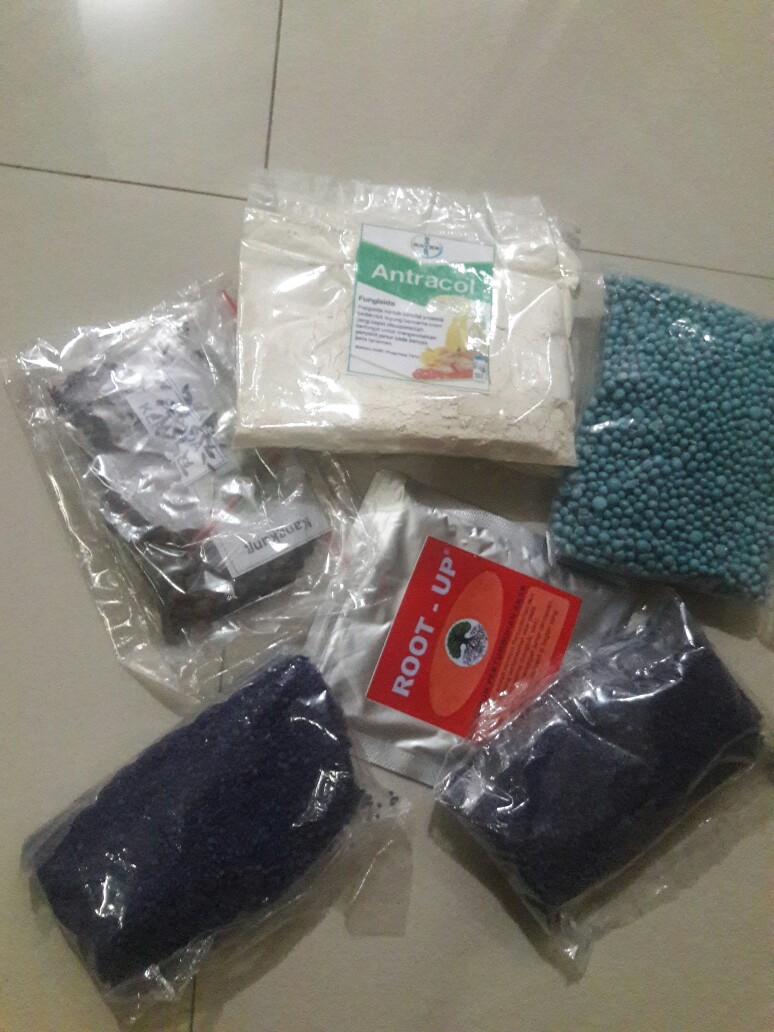 Benih Bibit Kangkung Super Kemasan Ecer