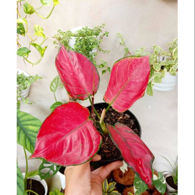 TANAMAN HIAS AGLONEMA RED ANJAMANI // TANAMAN AGLONEMA RED ANJAMANI