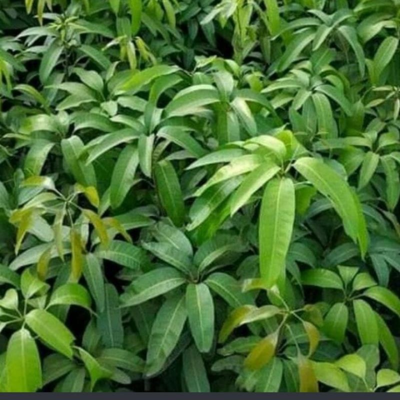 

mangga harum manis tinggi 1 meter