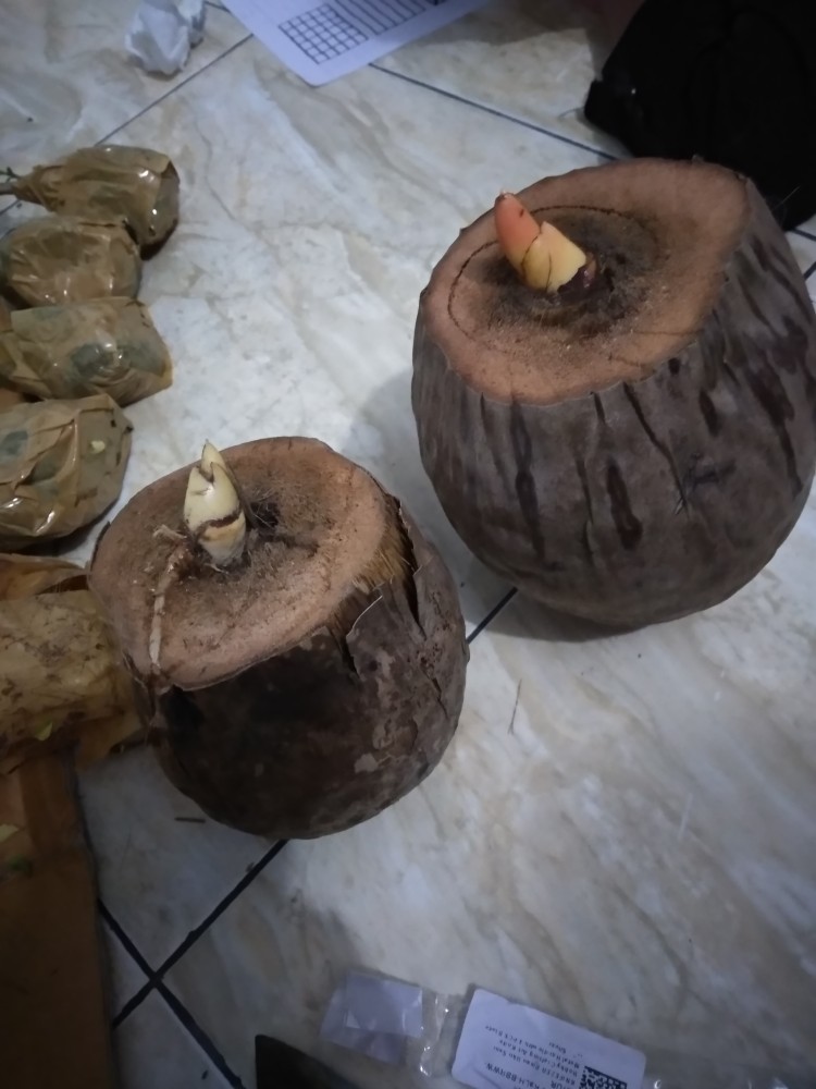 Bibit/bahan Bonsai Kelapa Gading Oren Tanpa Kupas Serabut