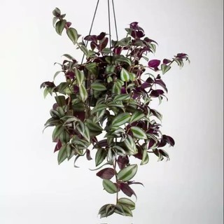 tanaman hias gantung Tradescantia sabrina Tanaman Zabrina tanaman hias gantung Tradescantia sabrina Tanaman Zabrina