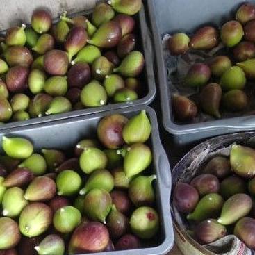 

nrd Buah tin Ara yordania fresh Organik 150gr ♥ 75